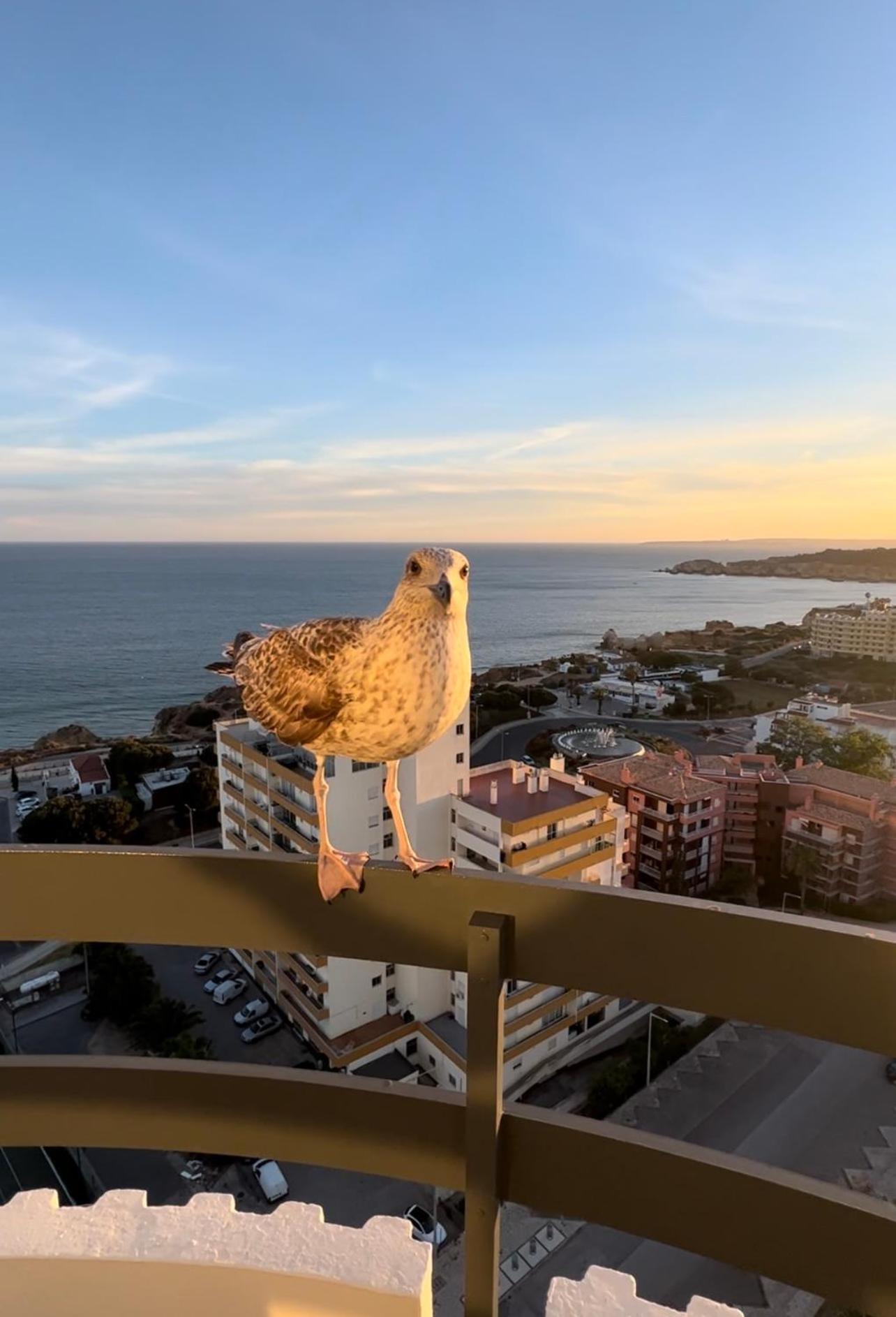Top Ocean View Apartment - Amazing Sunset - Modern Style - Pool & 200M To Beach Portimão Buitenkant foto
